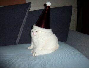 ginprokash industries ltd management