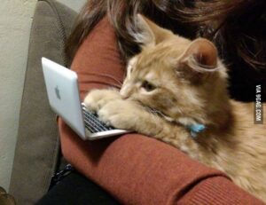 when the zhimbom game updated